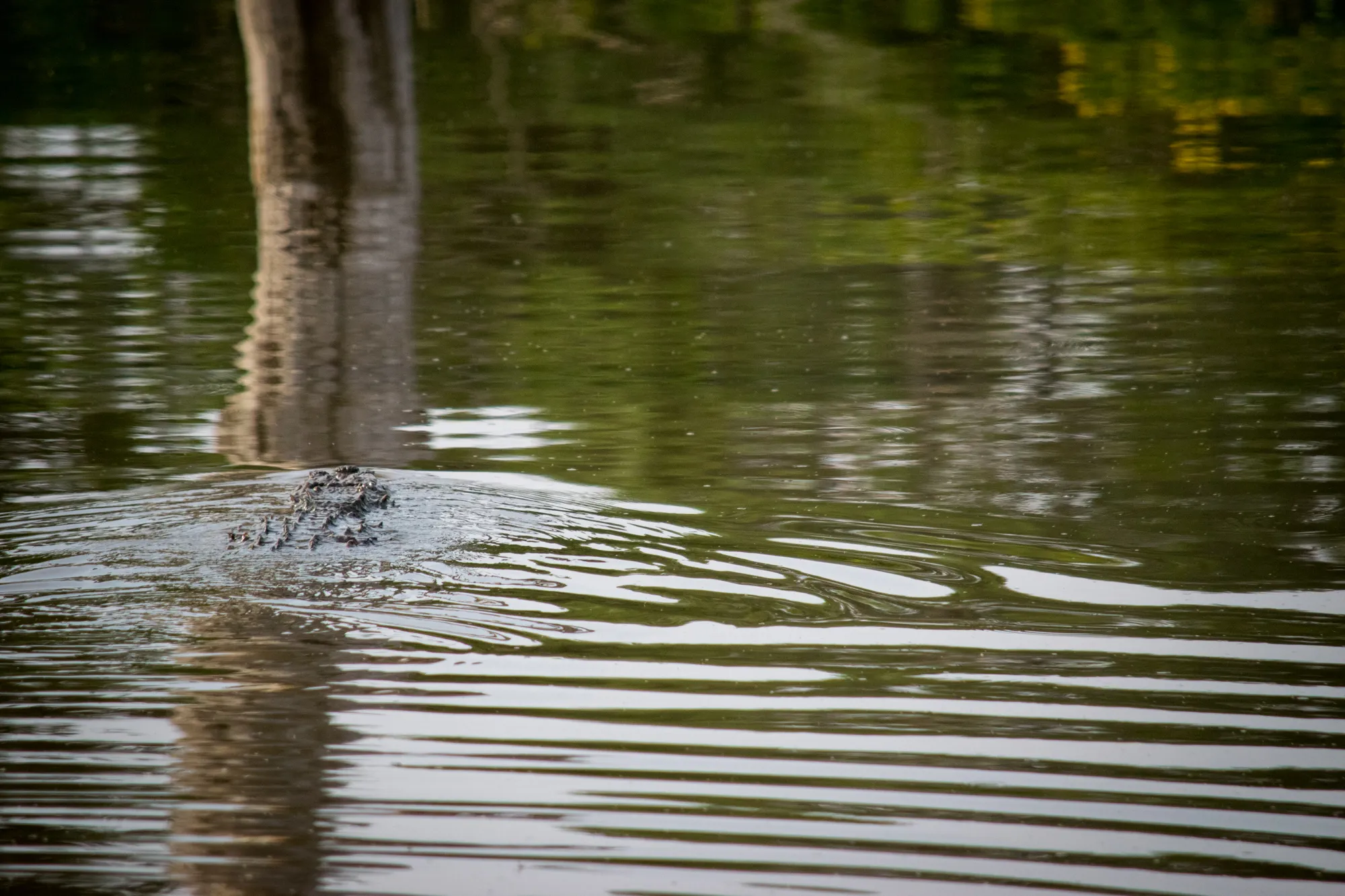 Crocodile