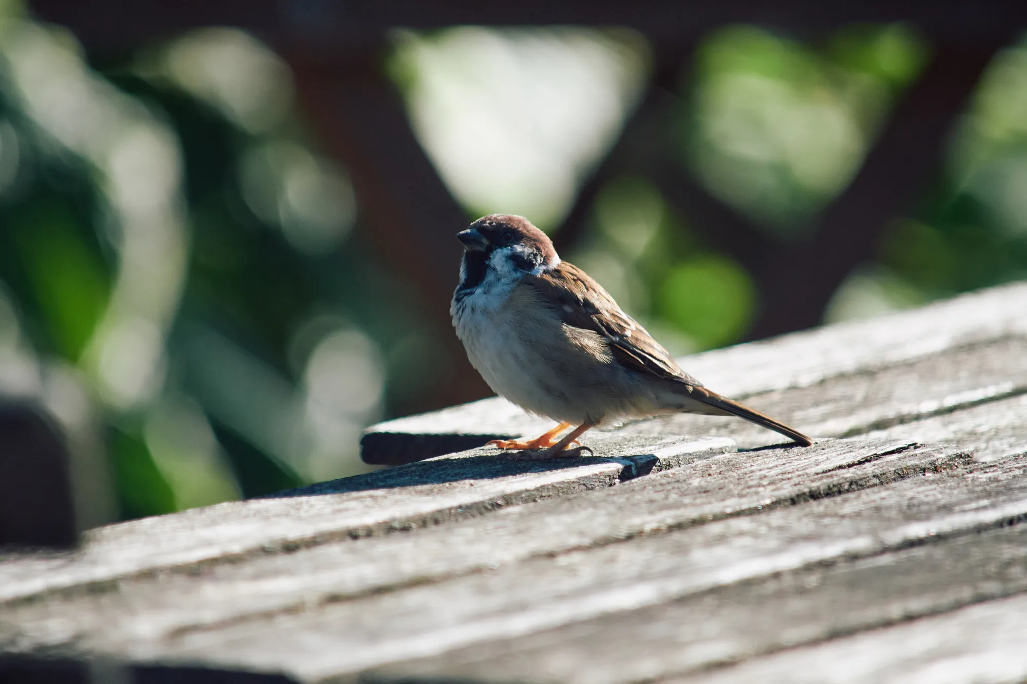 Sparrow