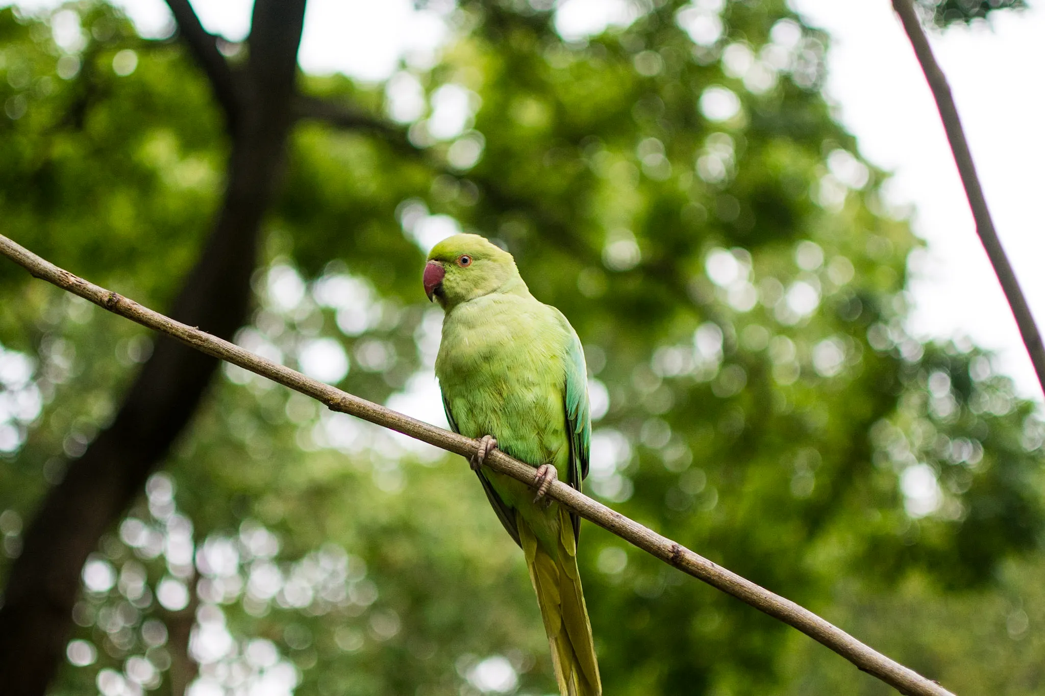 Ring-necked Parakeet