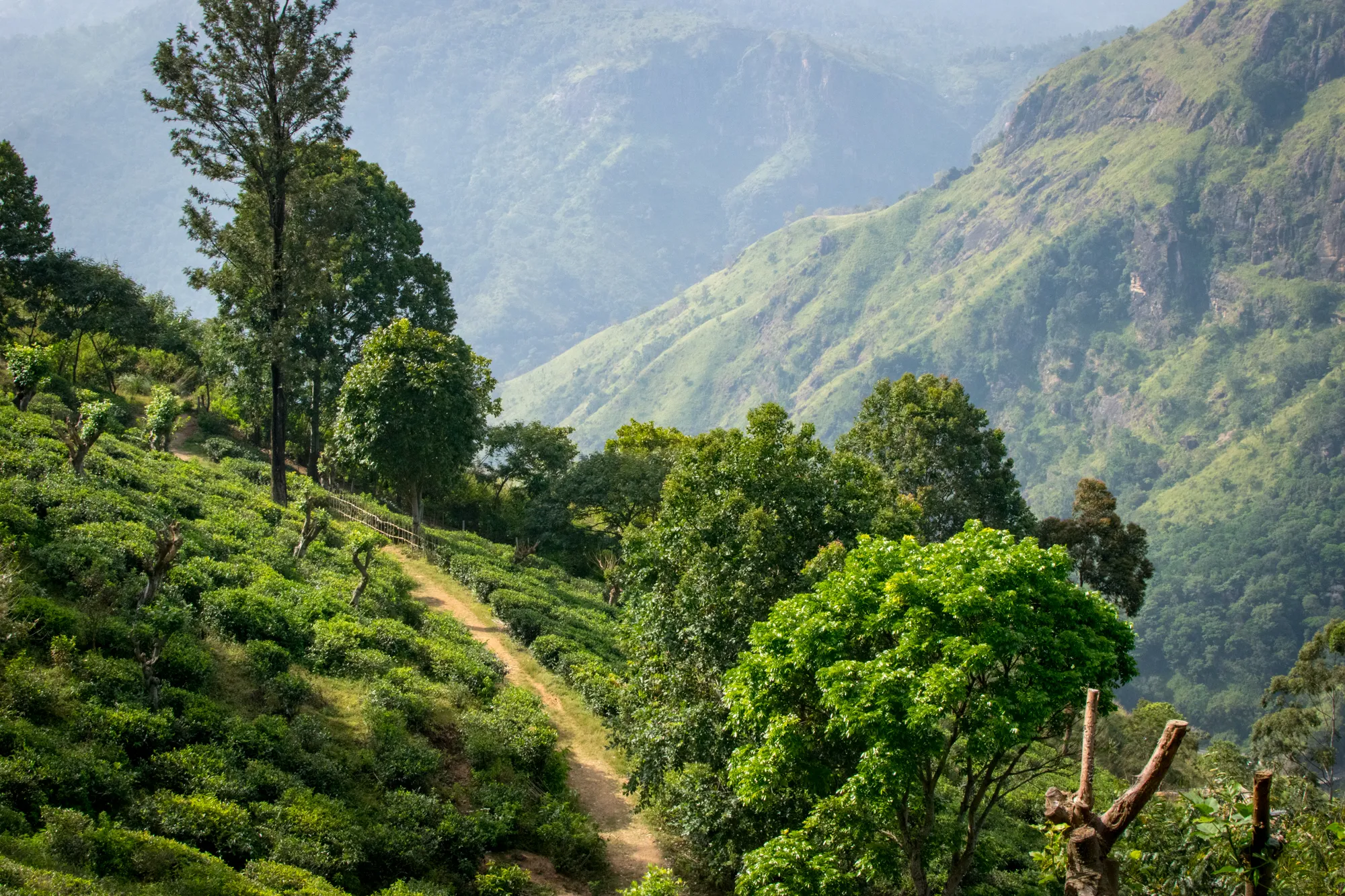 Tea Plantation